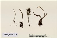 藏品(樹苔)的圖片